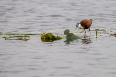 Jacana