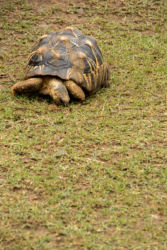 Sir Seewoosagur Ramgoolam Botanic Gardern, Pamplemousses