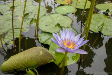 Sir Seewoosagur Ramgoolam Botanic Gardern, Pamplemousses