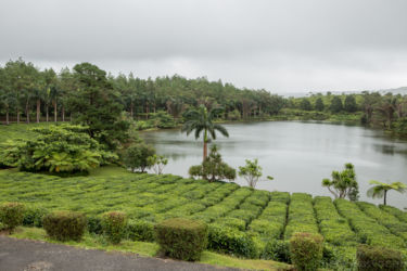 Bois Cheri Tea factory