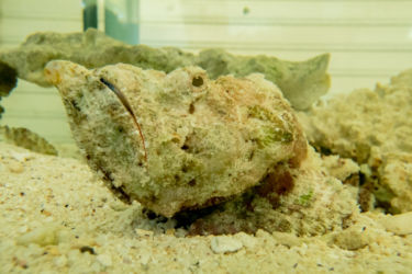 Mauritius Aquarium