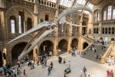 The Natural History Museum