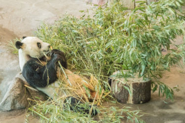 Pandakarhu, Ähtärin eläinpuisto