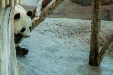 Pandakarhu, Ähtärin eläinpuisto