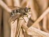 Kärpänen (Tachinidae/Bothria subalpina)