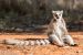 Rengashäntämaki (Lemur catta), Berenty