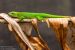 Giant Madagascar Day Gecko (Phelsuma madagascariensisgrandis), matelijapuisto