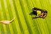 Malagasy Painted Mantella (Mantella madagascariensis), matelijapuisto