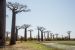 Baobab avenue