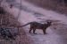 Fossa (Cryptoprocta ferox), Kirindy National Park