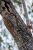 Punahäntämaki (Lepilemur ruficaudatus), Kirindy National Park