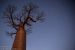 Baobab avenue