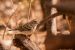 Madagaskarinsepelkutoja (Ploceus nelicourvi), Kirindy Mitea National Park