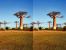 baobab_avenida_4