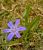 Kevättähti (Chionodoxa luciliae)