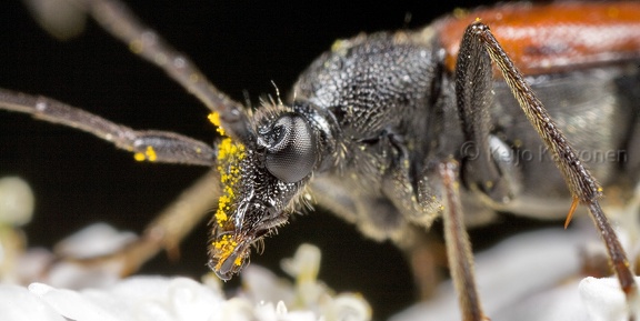 Hoikkakukkajaara Leptura melanura