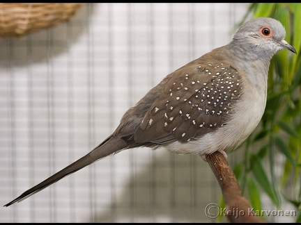 Timanttikyyhky Geopelia cuneata