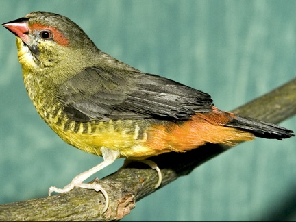 Kultatiikeripeippo (Amandava subflava)