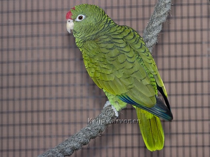 Rubiiniamatsoni Amazona tucumana