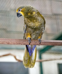 Ruskoluri Chalcopsitta duivenbodei