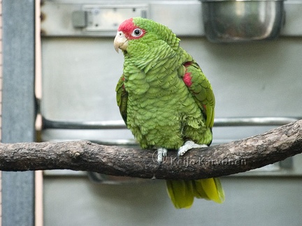 Araukaria-amatsoni Amazona pretrei